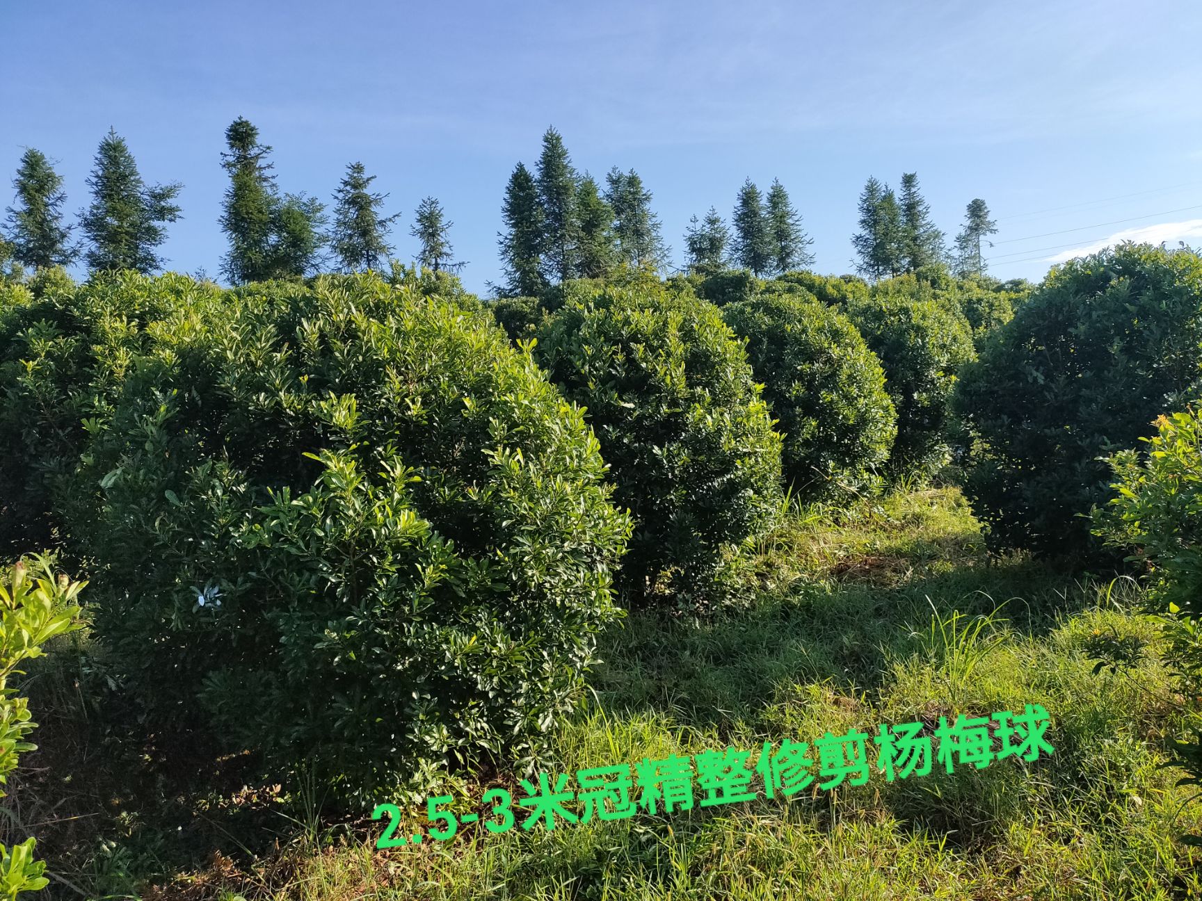杨梅树  2.5-3-精品杨梅球