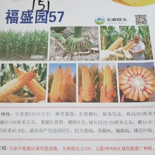 会宁县玉米种子 高产，抗旱，抗病，玉米新品种