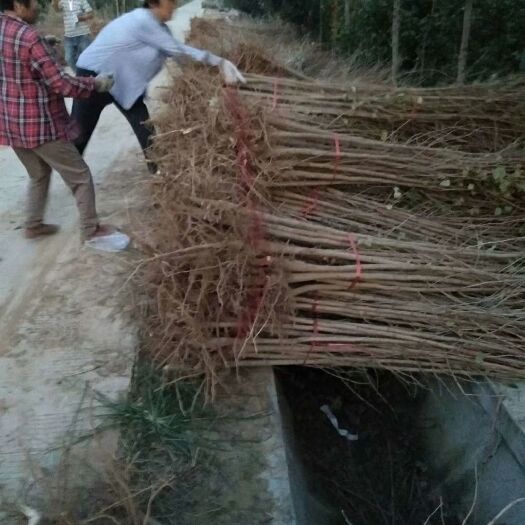 邳州市 银杏树苗，大量出售，支持货到付款，