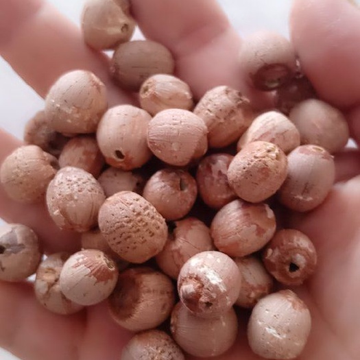 红莲子  2019带心红莲，颗粒饱满均匀，量大优惠，