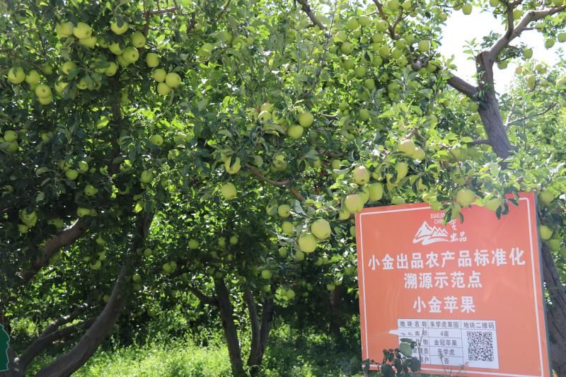  青苹果、脆甜金冠青苹果、小金苹果、高海拔无污染