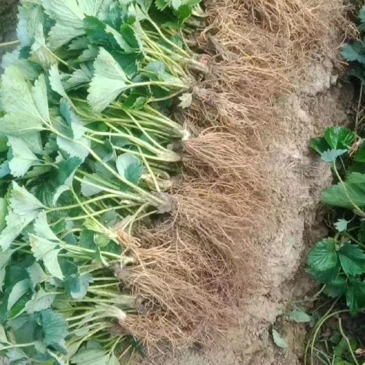 顺平县红颜草莓苗  预售最后五万棵红颜九九草莓苗，保活保质量