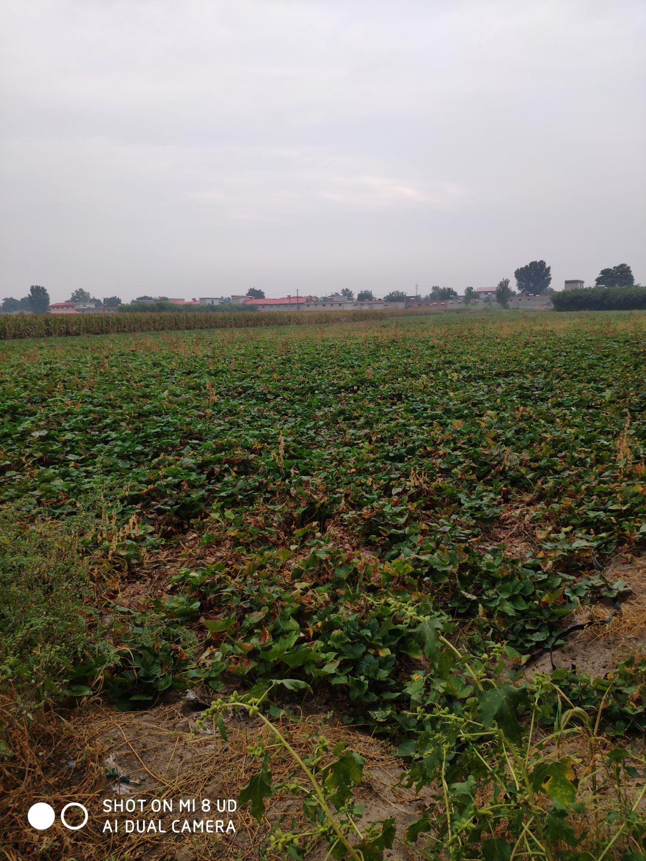 烟薯25 一两以上 红皮