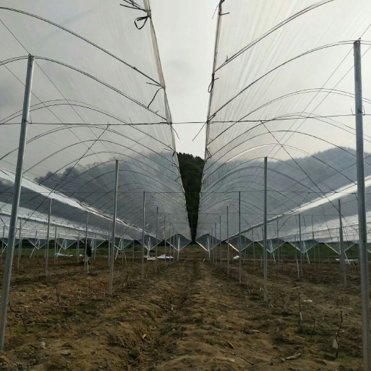兴安县大棚钢管 专业搭建各种棚架，葡萄，百香果，猕猴桃，火龙果等，售水泥柱