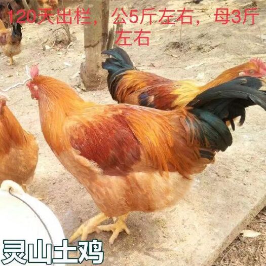 南宁 灵山土鸡苗,批发鸡苗鸭苗鹅苗珍禽苗,包打疫苗,包运输成活