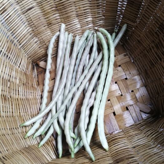 眉山 老品种灰豇豆，短豇豆非杂交常规老种子，可自已留种。二月播种