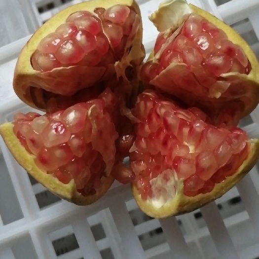 荥阳市 正宗的河阴石榴