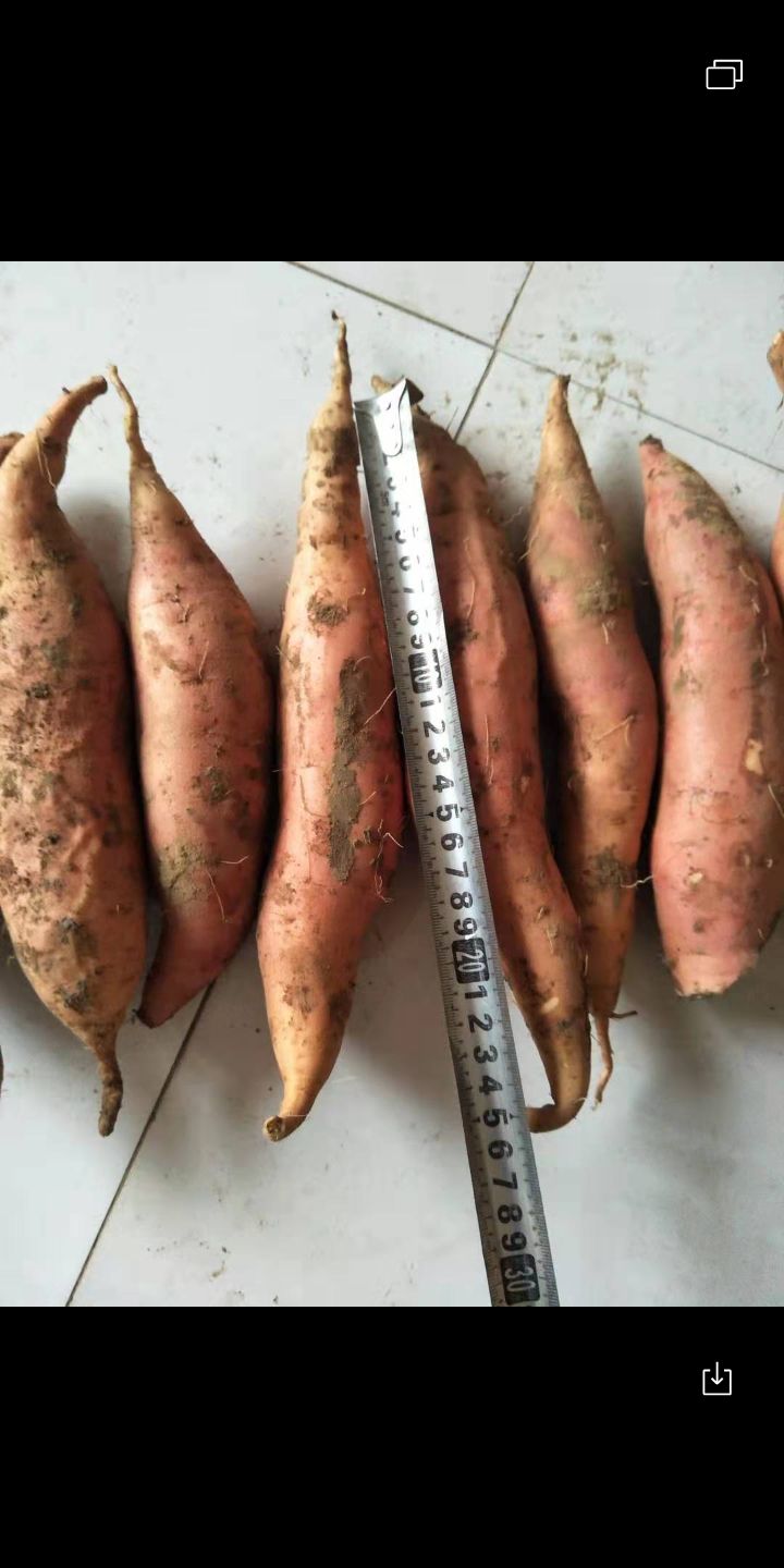  现货烟薯25价格面议