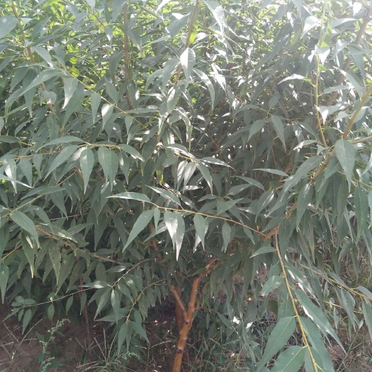 朝阳县山毛桃树苗 1.5~2.0米