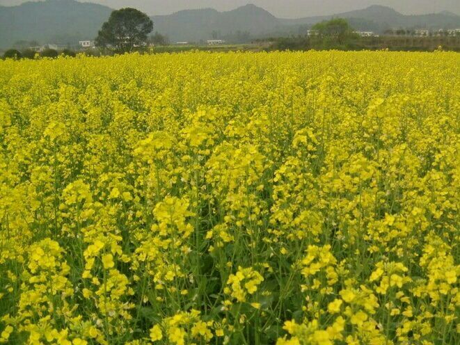 岳阳纯菜籽油 农户种植，产地直发