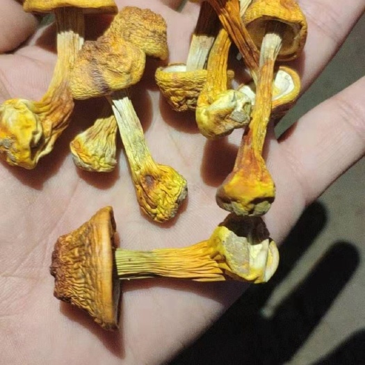 蘑菇  好货便宜