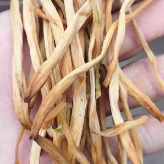 祁东县 黄花菜今年新货