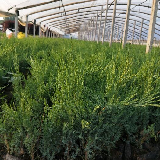 青州市沙地柏 绿化苗木 营养杯苗 地被植物