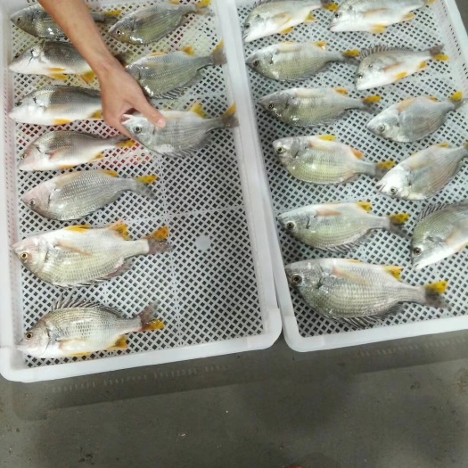东山县冷冻黄鳍鲷 黄鳍鲷，海钓活冻黄翅鱼