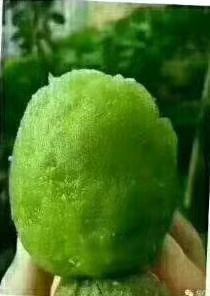 淄博 源泉猕猴桃就是，有点甜。