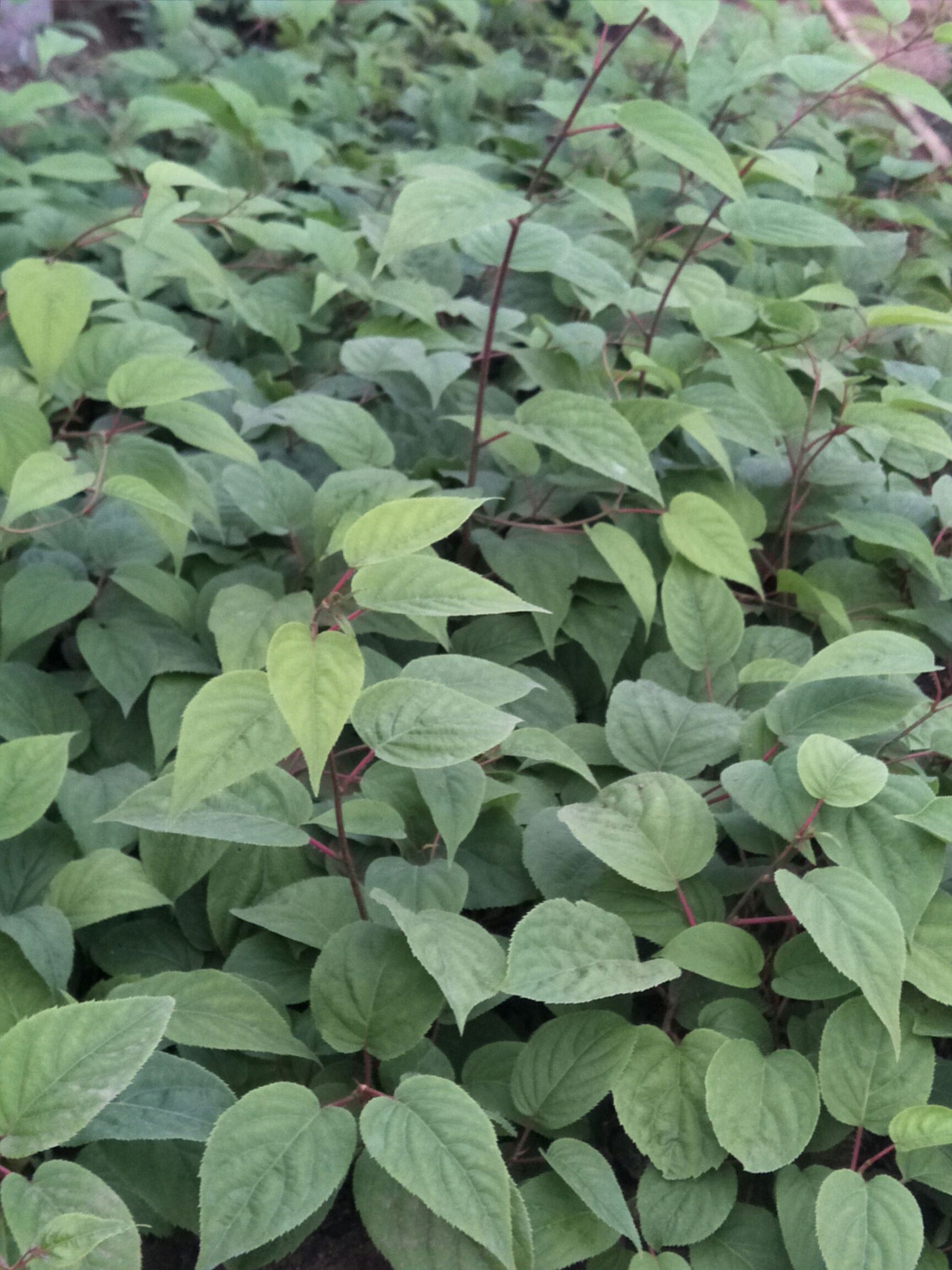 软枣猕猴桃苗 1年生软枣猕猴桃杯苗(龙成二号)