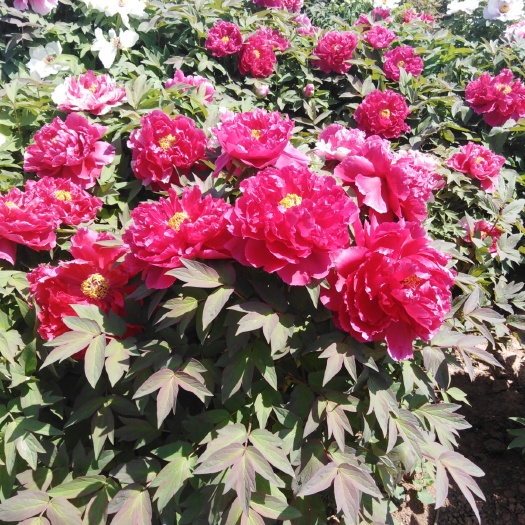 洛阳花王 0.5米以下 6~8cm 6~8cm