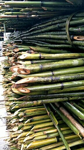 邻水县竹竿  菜架竹子，大棚竹，扶树，白夹竹斑竹出售2.4米至8米