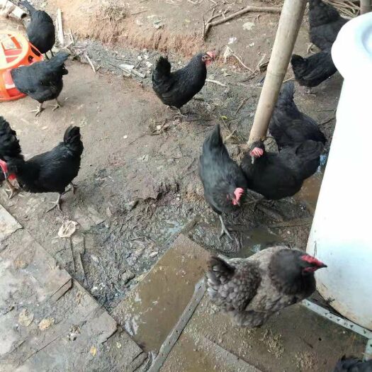 泉州 放养小种土鸡