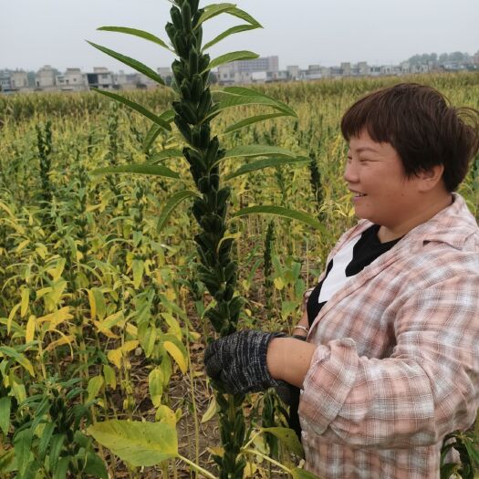 太和县 过了筛子出油率高芝麻j酱，常年供应