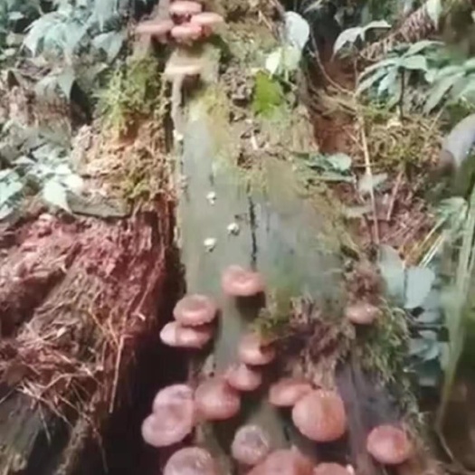 野生香菇  桂西高原深山老林枯树所生  全天然