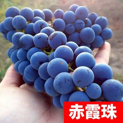 平邑县 赤霞珠葡萄苗  货真价实 当年结果 量大优惠 包邮
