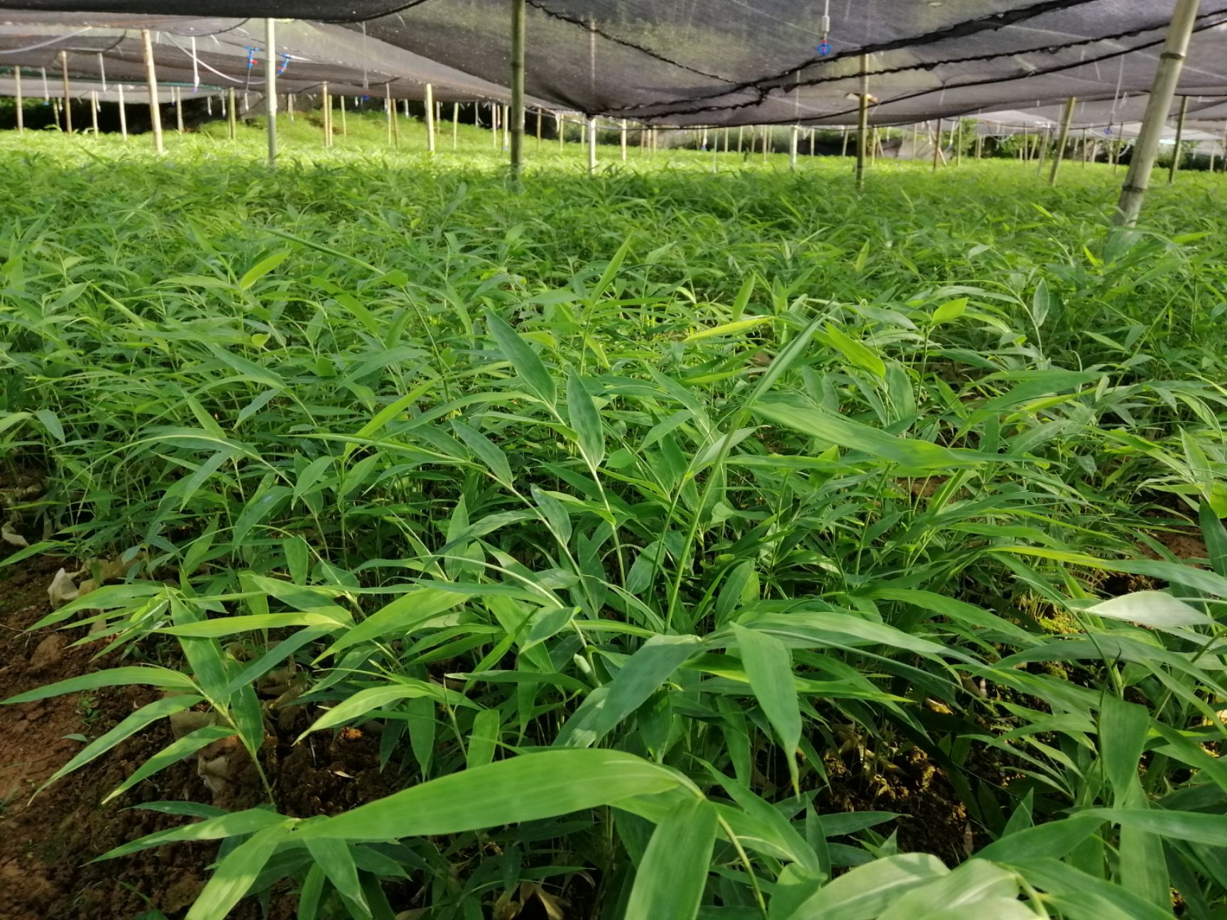  金佛山方竹苗