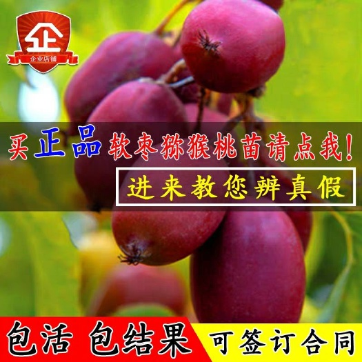 平邑县 自花授粉软枣猕猴桃苗树果苗北南方种植当年结果室内庭院四季果