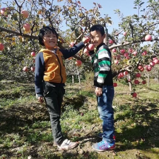 天水花牛苹果 60mm以上 全红 光果