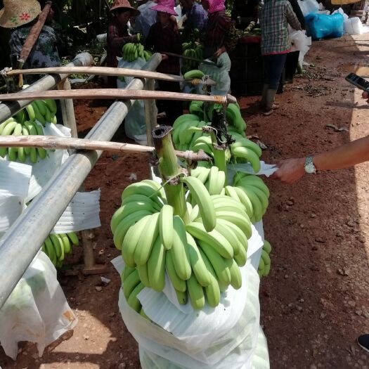 南宁 精品香蕉大量上市