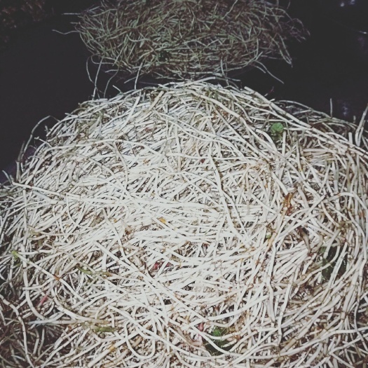 册亨县红茎鱼腥草 生志绿色食品天公害