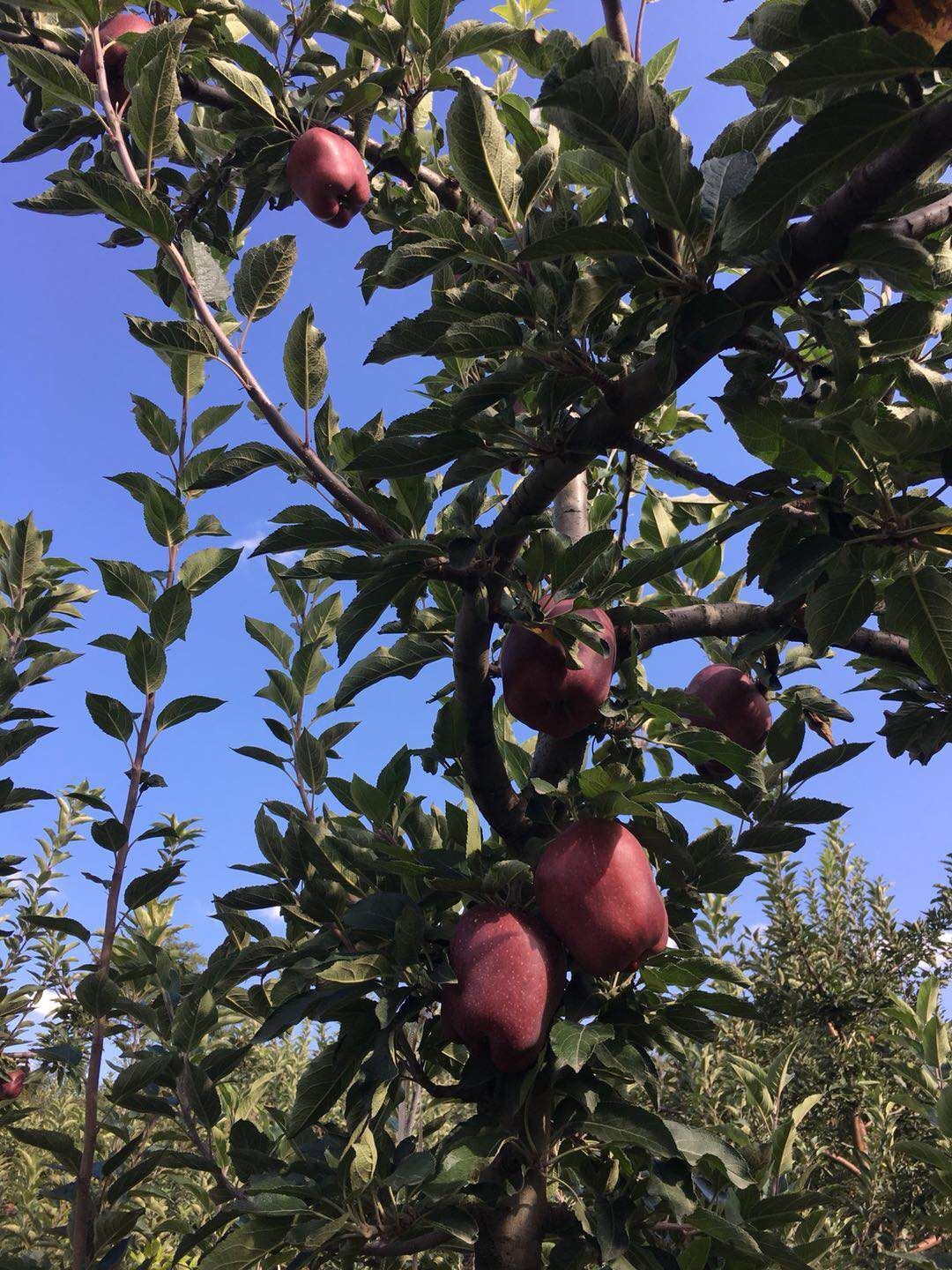  甘肃天水花牛苹果，果园现摘全国各地发货