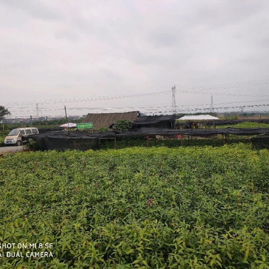 田东县象牙芒果苗 象牙芒直生苗