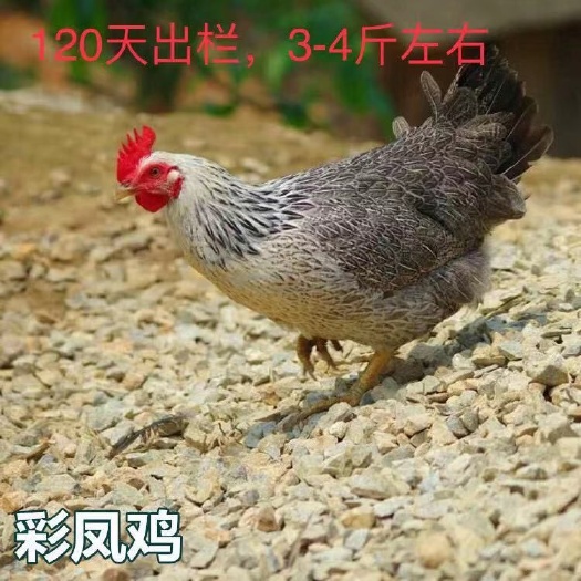 南宁 彩凤鸡苗,批发鸡苗鸭苗鹅苗珍禽苗,包打疫苗,包运输成活