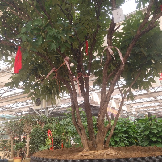 菏泽 菏泽市花峰牡丹园艺有限公司大量供应各色精品观赏牡丹，欢迎您