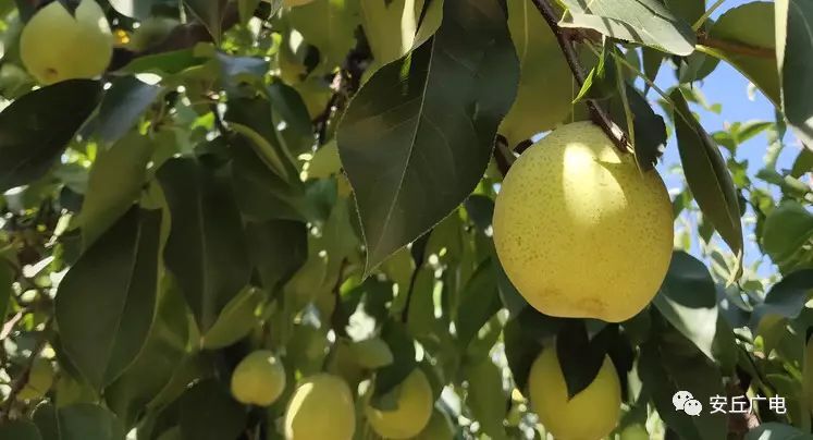 安丘市 优质生态梨，绿色无公害，个大，脆甜多汁，养生润肺