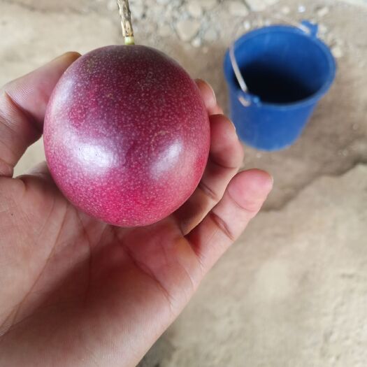 瑞丽市 百香果