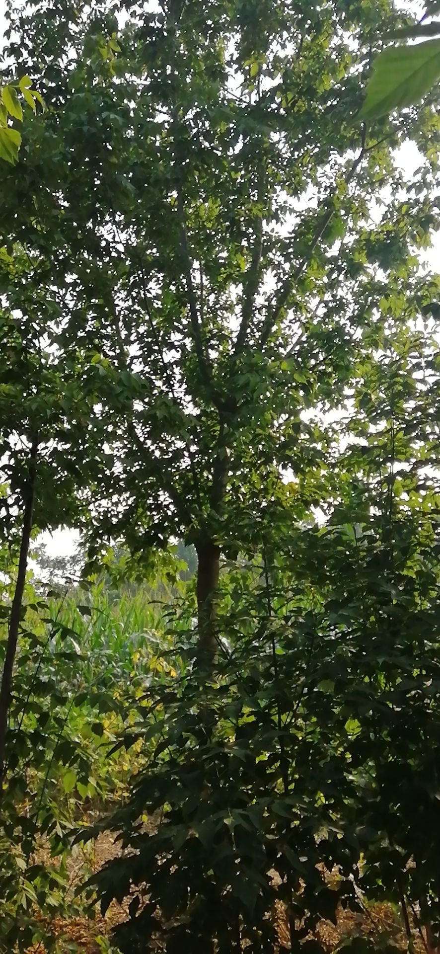  14公分金叶复叶槭价格便宜