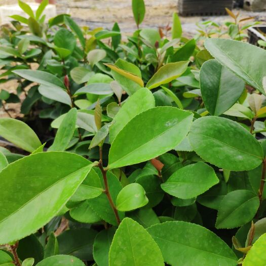 河池芩软3号油茶  油茶苗软枝2，3号实生油茶杯苗纯3号嫁接油茶苗湘林104嫁接