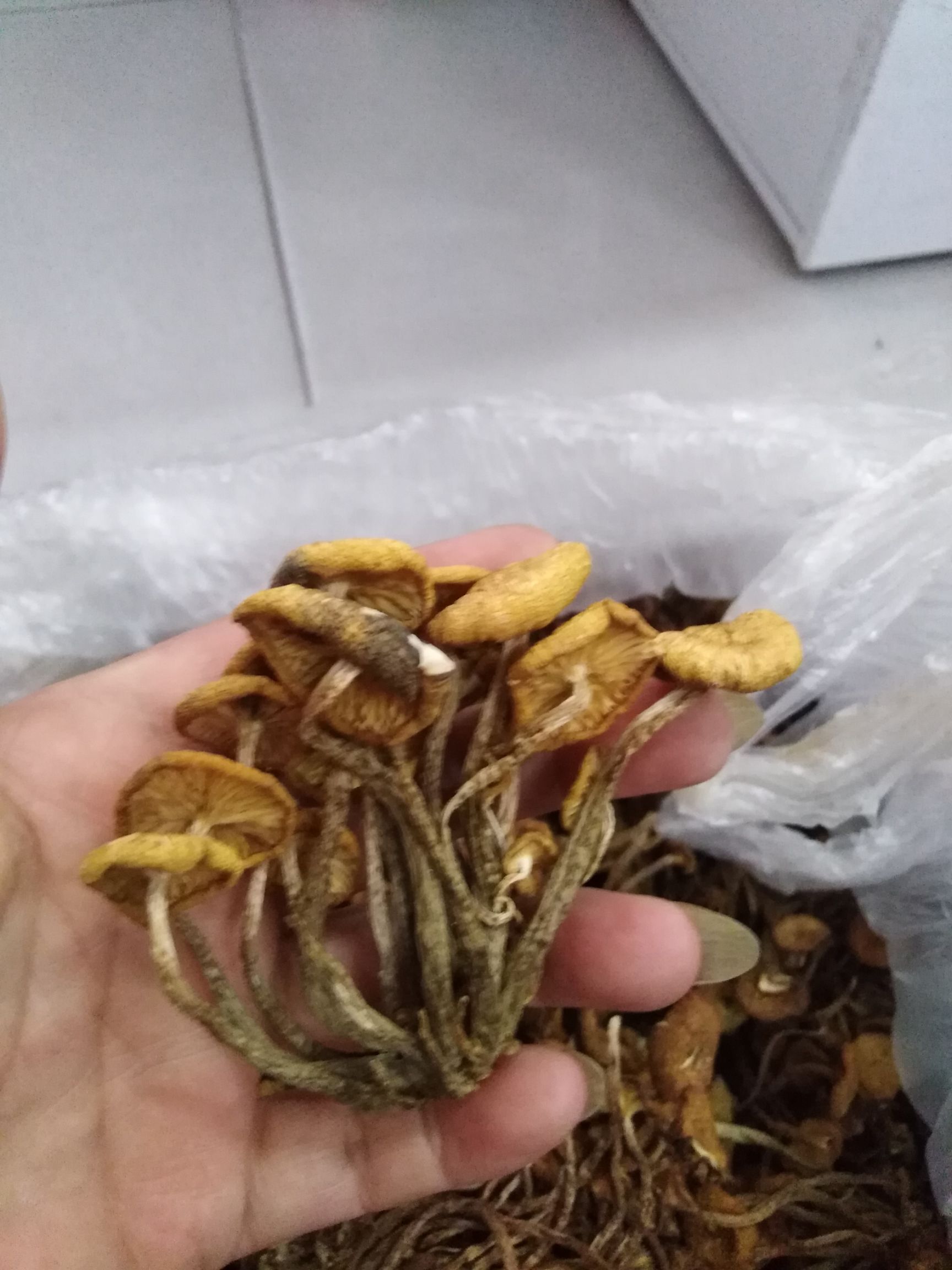  采自巴蜀大山里的天然茶樹菇，干貨，烘干而成，香味濃郁