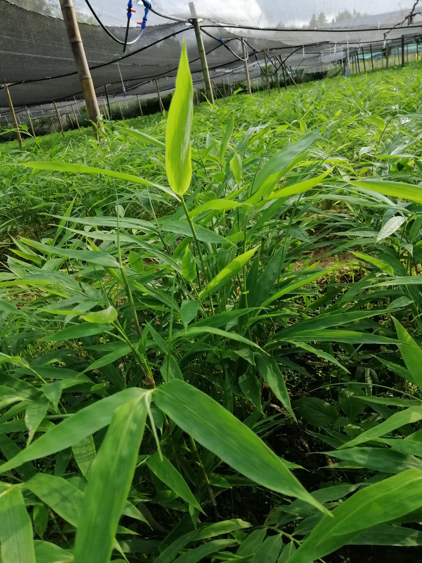  金佛山方竹苗