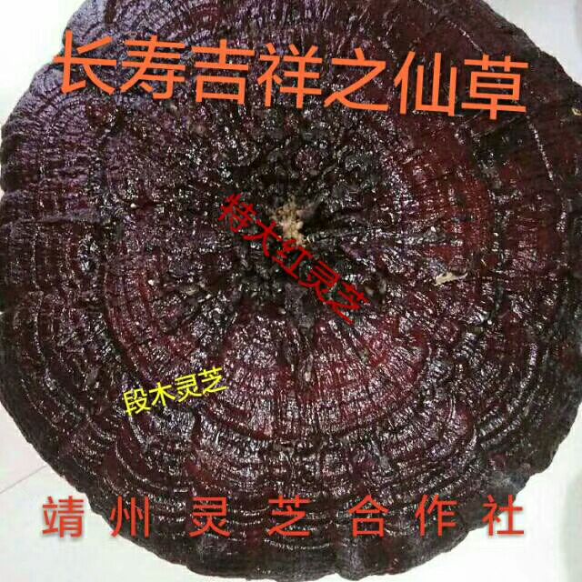 人工灵芝  特大红灵芝