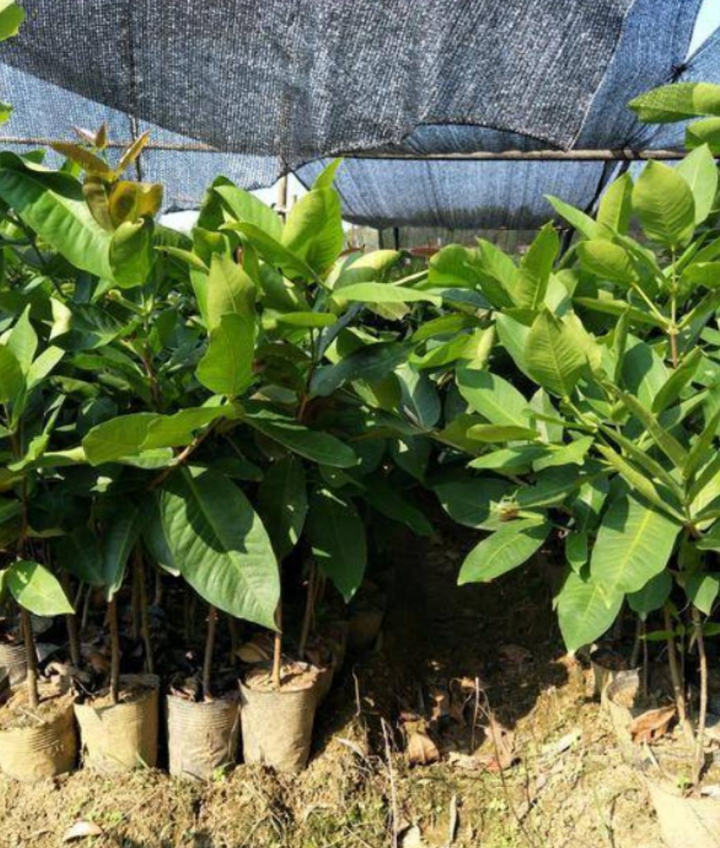 莲雾苗大叶红    黑金刚莲雾苗