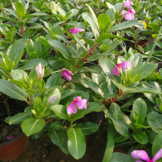 莒南县草花 长春花