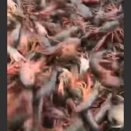 监利市 精品种虾  小龙虾苗