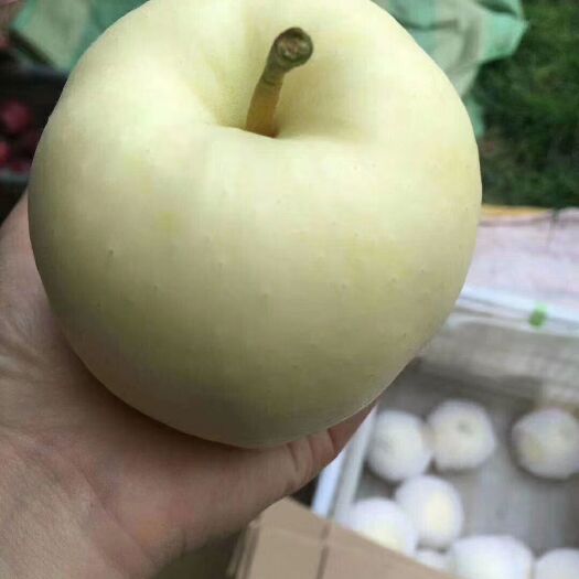 秦安县花牛苹果 甘肃花牛有需要的可以联系我