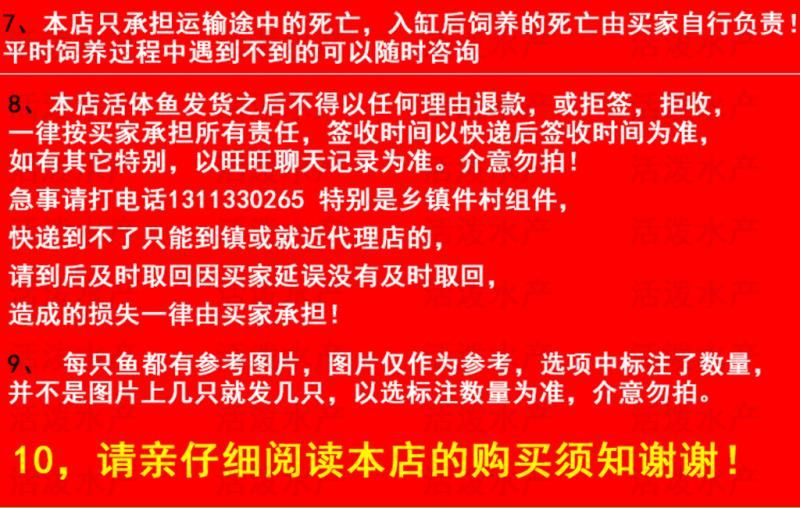  泥鰍苗，活體 批發(fā)泥鰍苗  寸苗4～6公分水花苗