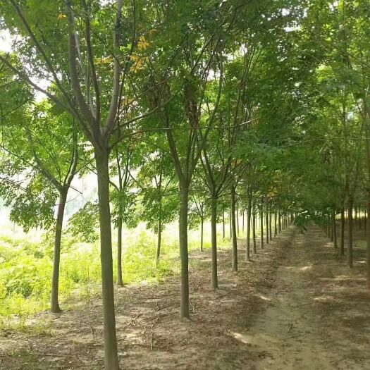 沭阳县 黄山栾树12公分