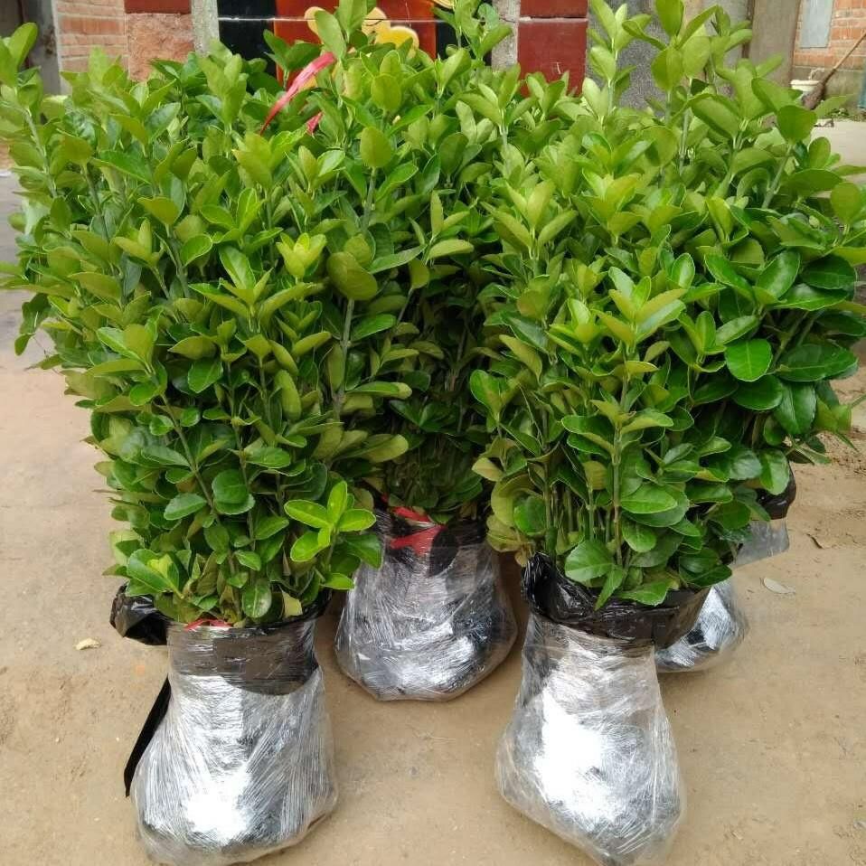 大叶冬青  大叶黄杨苗
