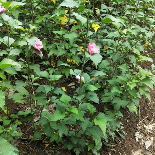沭阳县美丽木棉 木槿，红花木槿，重瓣木槿，丛生木槿